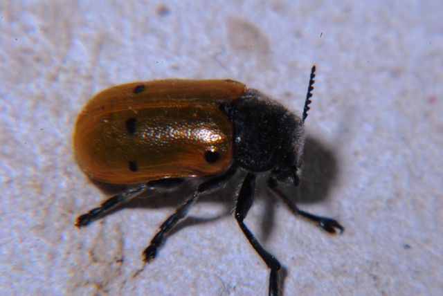 Lachnaia italica